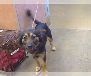 Miniature Pinscher-Unknown Mix Dogs for adoption in Sacramento, CA, USA