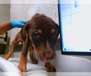 Doberman Pinscher-Unknown Mix Dogs for adoption in Tulsa, OK, USA