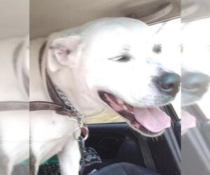 Dogo Argentino Dogs for adoption in Crossville, TN, USA