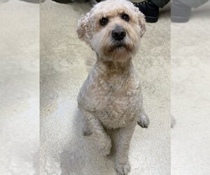 Goldendoodle Dogs for adoption in South Lake Tahoe, CA, USA
