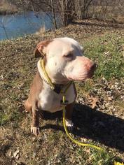 American Pit Bull Terrier-Unknown Mix Dogs for adoption in Lucasville, OH, USA