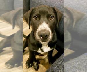 Huskies -Labrador Retriever Mix Dogs for adoption in Katy, TX, USA