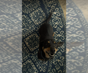 Dachshund-Unknown Mix Dogs for adoption in Cranston, RI, USA