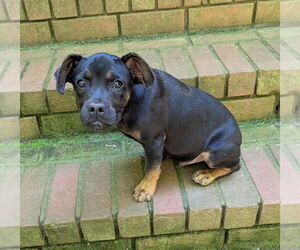 French Bulldog-Unknown Mix Dogs for adoption in Milner, GA, USA