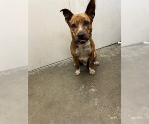 Mutt Dogs for adoption in Rosenberg, TX, USA