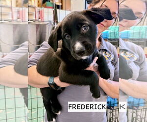 Labrador Retriever-Unknown Mix Dogs for adoption in GILBERTS, IL, USA