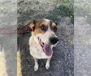 Mutt Dogs for adoption in Corpus Christi, TX, USA