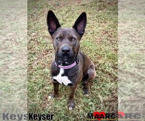 Australian Kelpie-Unknown Mix Dogs for adoption in Maryville, TN, USA