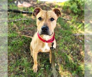 American Pit Bull Terrier-Unknown Mix Dogs for adoption in Minneapolis, MN, USA
