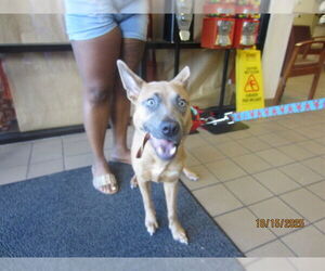 American Pit Bull Terrier Dogs for adoption in Ocala, FL, USA