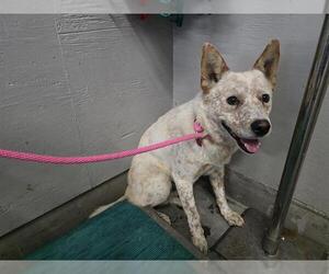 Mutt Dogs for adoption in Camarillo, CA, USA