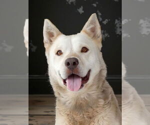 Mutt Dogs for adoption in Pasadena, CA, USA