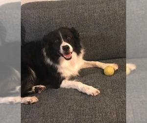 Border Collie Dogs for adoption in Winter Park, CO, USA