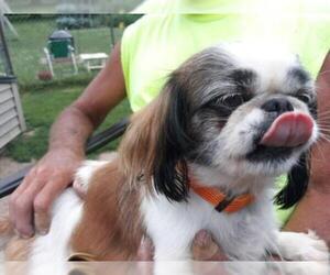 Pekingese Dogs for adoption in Glen Haven, WI, USA
