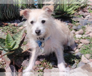 Jack Russell Terrier-Unknown Mix Dogs for adoption in Imperial Beach, CA, USA