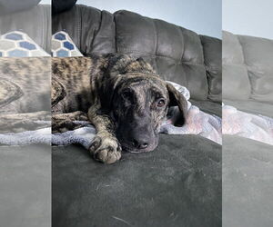 Mutt Dogs for adoption in Rootstown, OH, USA