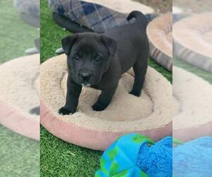 Labrador Retriever Dogs for adoption in Menifee, CA, USA