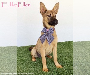German Shepherd Dog-Unknown Mix Dogs for adoption in San Diego, CA, USA