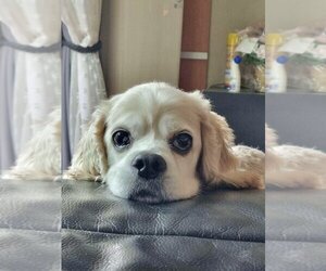 Cocker Spaniel Dogs for adoption in Sherman Oaks, CA, USA