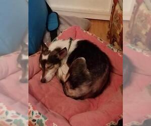 Jack-Rat Terrier Dogs for adoption in Fredericksburg, VA, USA