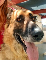Medium Photo #1 German Shepherd Dog Puppy For Sale in Phoenix, AZ, USA