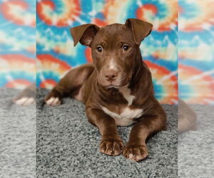 American Pit Bull Terrier-Labrador Retriever Mix Dogs for adoption in Talladega, AL, USA