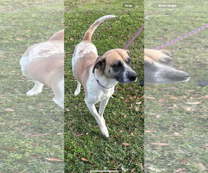 Black Mouth Cur-Unknown Mix Dogs for adoption in New Orleans, LA, USA