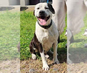 Bulldog-Unknown Mix Dogs for adoption in Wetumpka, AL, USA