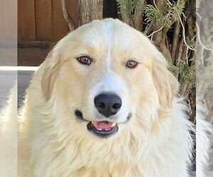 Aussie Pyrenees Dogs for adoption in Albuquerque, NM, USA