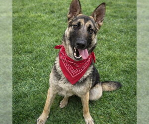 German Shepherd Dog Dogs for adoption in HESPERIA, CA, USA