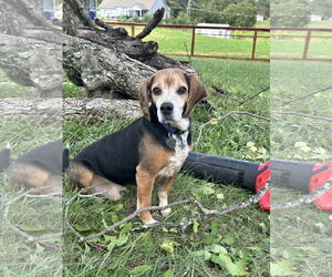 Beagle Dogs for adoption in Pacolet, SC, USA