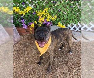 American Pit Bull Terrier-Unknown Mix Dogs for adoption in Oklahoma City, OK, USA