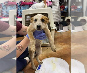 Mutt Dogs for adoption in Bolivar, MO, USA