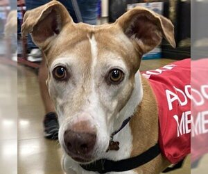 Greyhound Dogs for adoption in Belfair, WA, USA