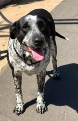 German Shorthaired Pointer Dogs for adoption in San Diego, CA, USA