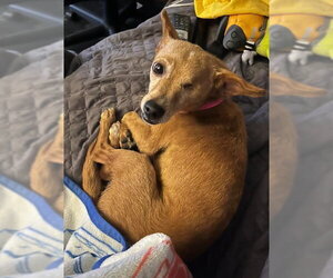 Chihuahua Dogs for adoption in San Diego, CA, USA