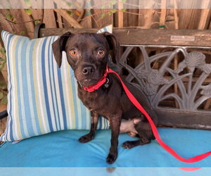 Chug Dogs for adoption in Santa Clara, CA, USA