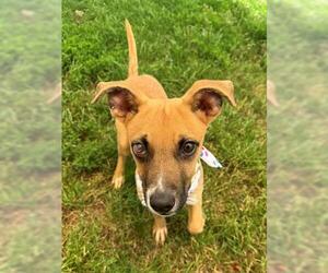 German Shepherd Dog-Unknown Mix Dogs for adoption in Tulsa, OK, USA