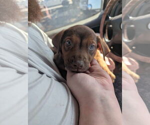 Labrador Retriever-Unknown Mix Dogs for adoption in Grafton, WI, USA