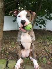 Medium Photo #1 American Pit Bull Terrier-Unknown Mix Puppy For Sale in Elmsford, NY, USA