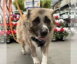 German Shepherd Dog-Unknown Mix Dogs for adoption in Las Vegas, NV, USA