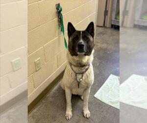 Akita Dogs for adoption in Texas City, TX, USA
