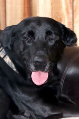 Labrador Retriever-Unknown Mix Dogs for adoption in Siren, WI, USA