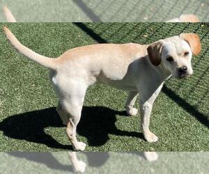 Beagle-Unknown Mix Dogs for adoption in Texas City, TX, USA