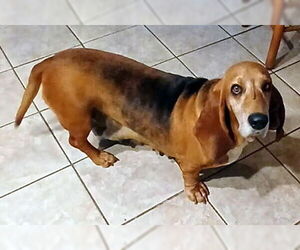 Basset Hound Dogs for adoption in Deepwater, NJ, USA