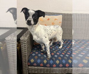 Medium Photo #5 Chihuahua-Unknown Mix Puppy For Sale in Ellijay, GA, USA