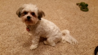 Havanese Dogs for adoption in Princeton, MN, USA