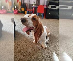 Basset Hound Dogs for adoption in Waterloo, IA, USA