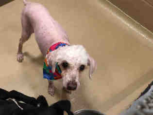 Poodle (Miniature) Dogs for adoption in Houston, TX, USA