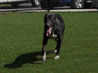 American Staffordshire Terrier Dogs for adoption in Clyde, NC, USA